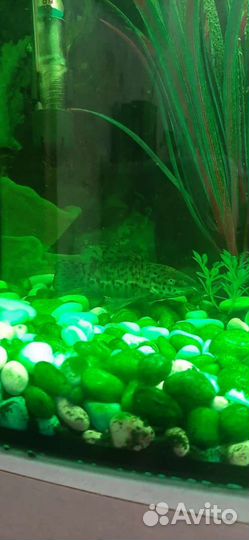 Аквариумные рыбки отдам бесплатно