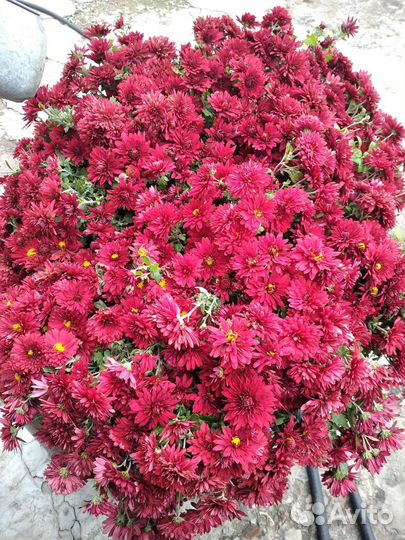 Хризантема, флоксы, примула