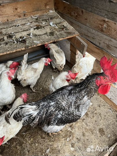 Курицы несушки домашние