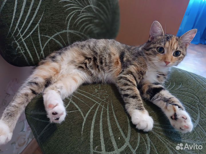 Котята ищут семью