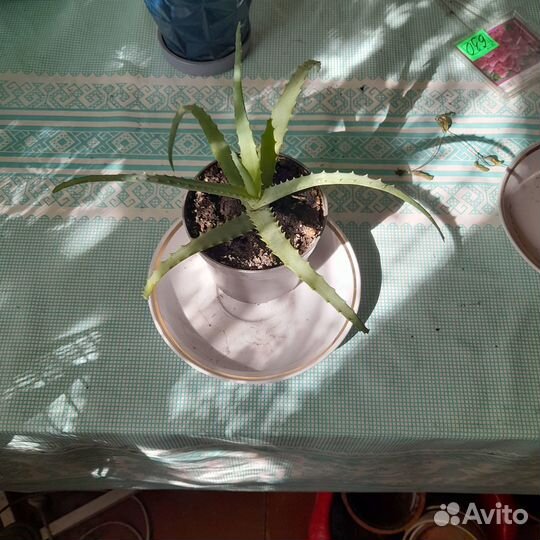 Комнатные цветы