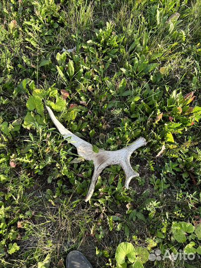 Продам рога лося