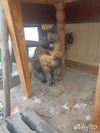 Кошки в добрые руки