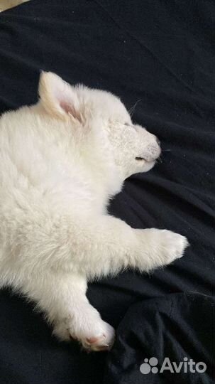 Щенки самоеда