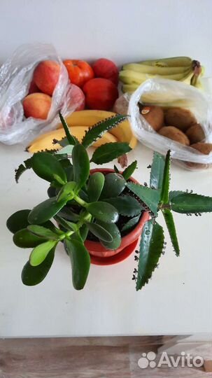 Каланхоэ лечебное