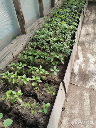 Продам рассаду