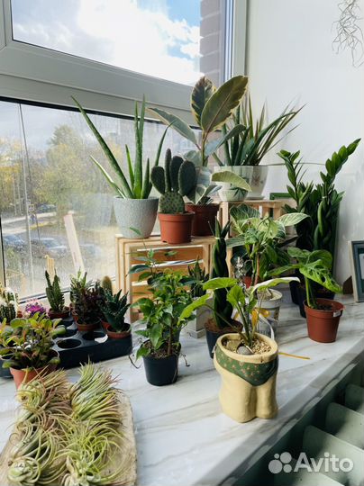 Комнатные растения