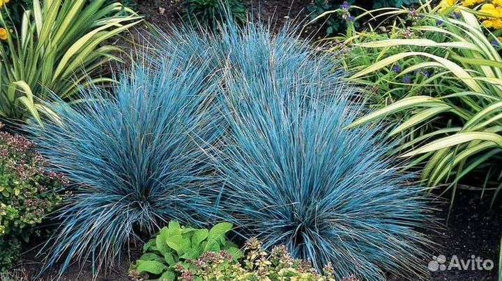 Многолетники для сада