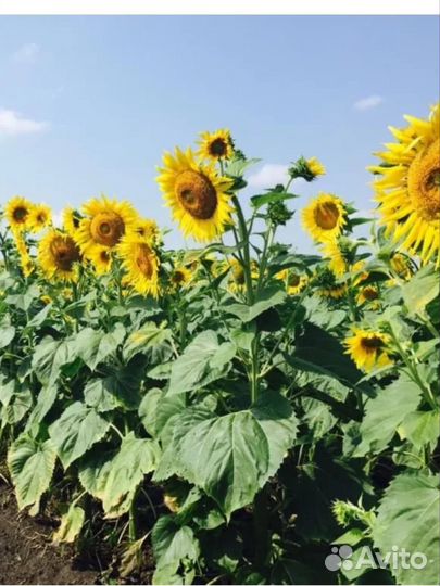 Семена подсолнечника гибрид f 1 Норд