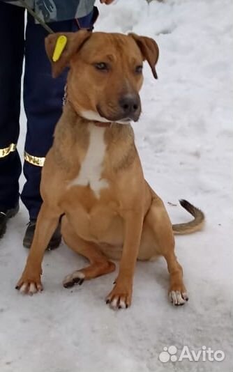 Рыжка ищет дом