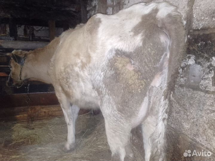 Корова на мясо