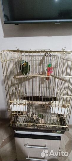 Венесуэльский амазон