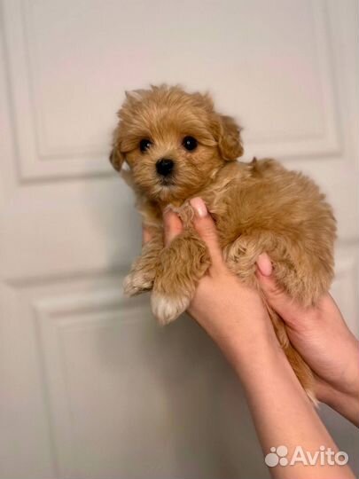 Мальтипу мини мальчик