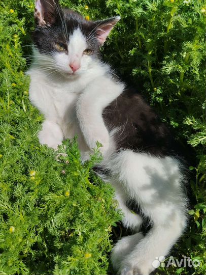 Котята в добрые руки бесплатно