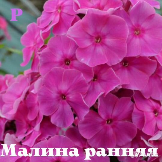 Илларион и другие яркие флоксы для вашего сада