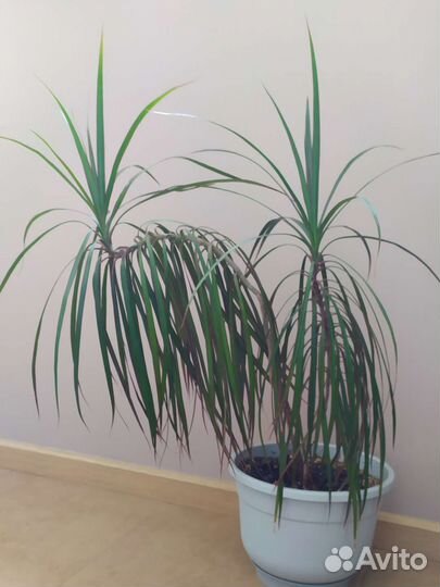 Пальма драцена