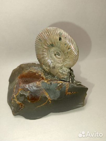 Окаменелости аммониты