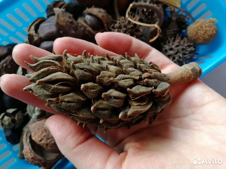 Каштаны, магнолия, можжевельник и пр