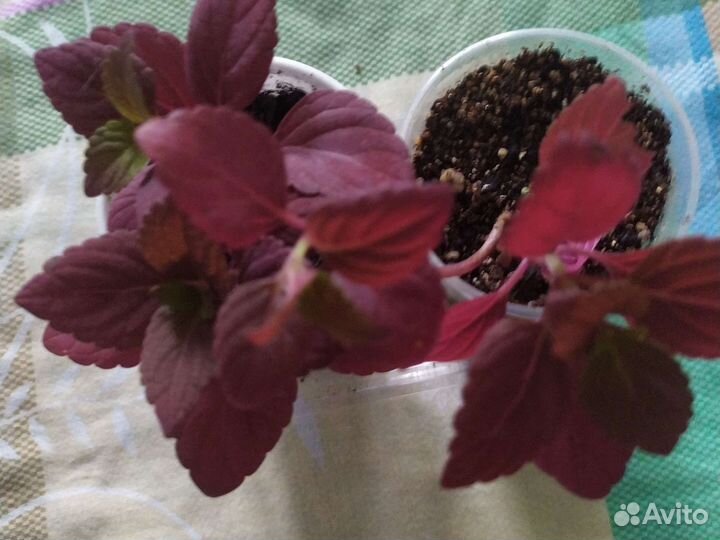 Колеусы вегетативные