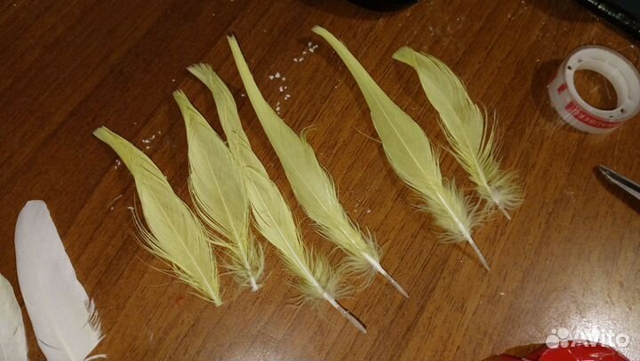 Перо какаду