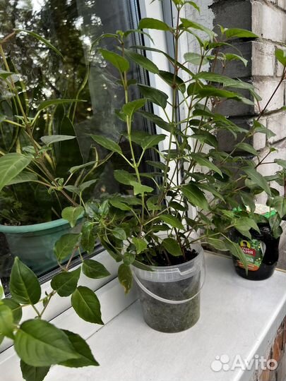 Фуксия, Оксалис