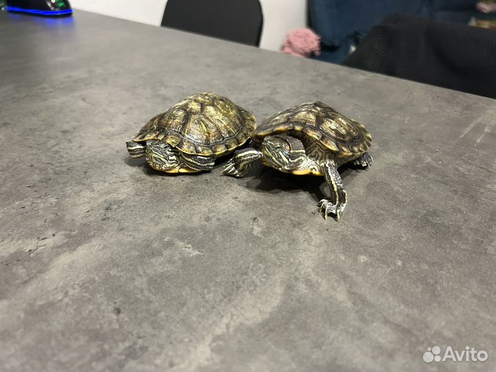 Аквариум с тумбой и черепашками