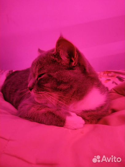 Кот для случки