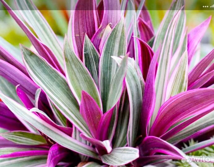 Комнатные растения разные