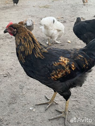 Молодые петухи