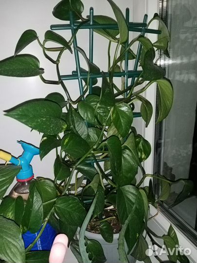 Комнатные цветы