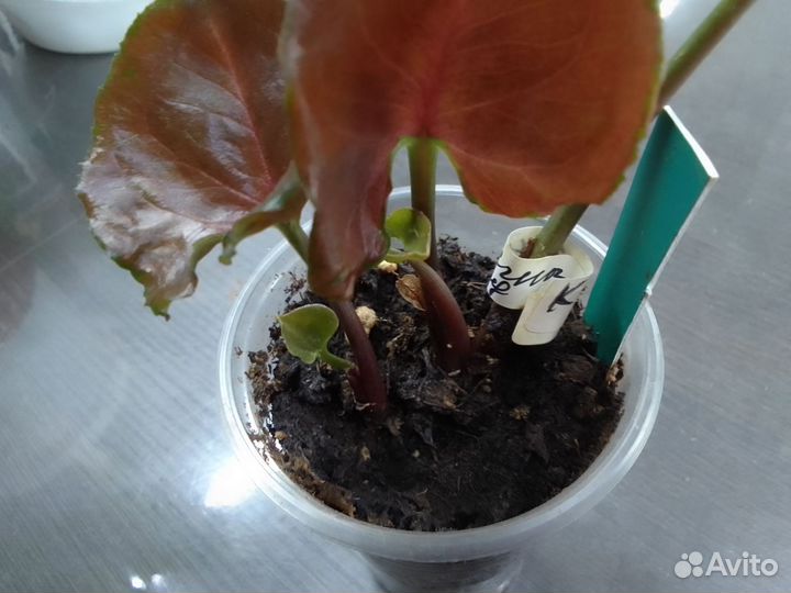 Излишки комнатных цветов