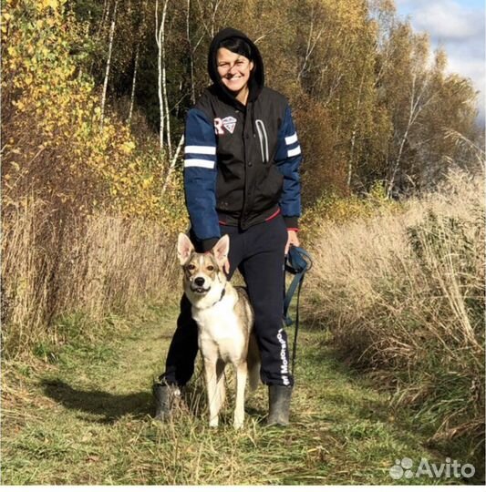 Зоотакси и выгул для Вашего друга