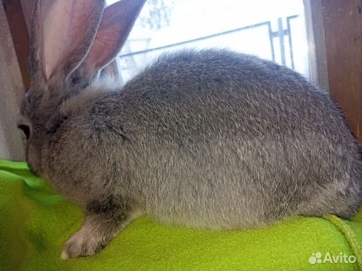 Кролики крупной мясной породы