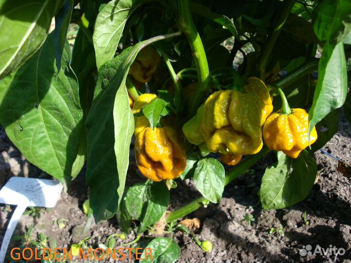 Шрирача Carolina Reaper, Халапеньо, Trinidad S