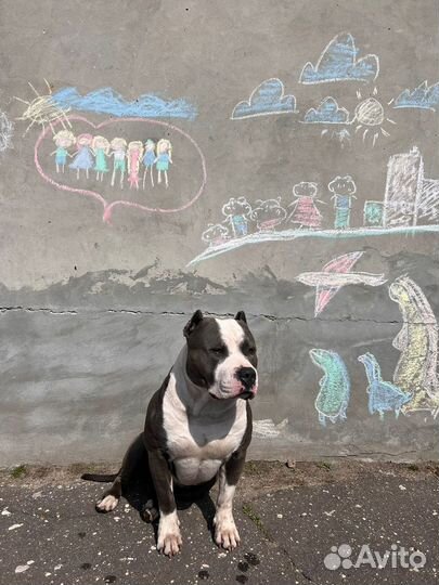 Вязка собак