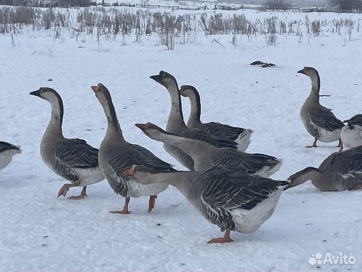 Гуси на племя