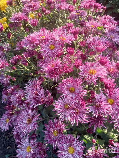 Цветы хризантемы мультифлора