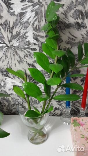 Замиокулькас