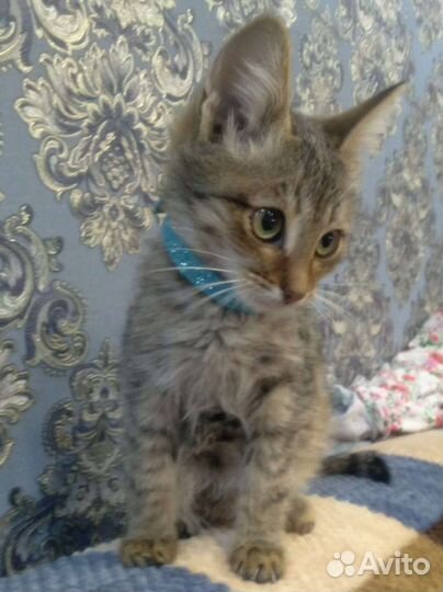 Котенок мальчик