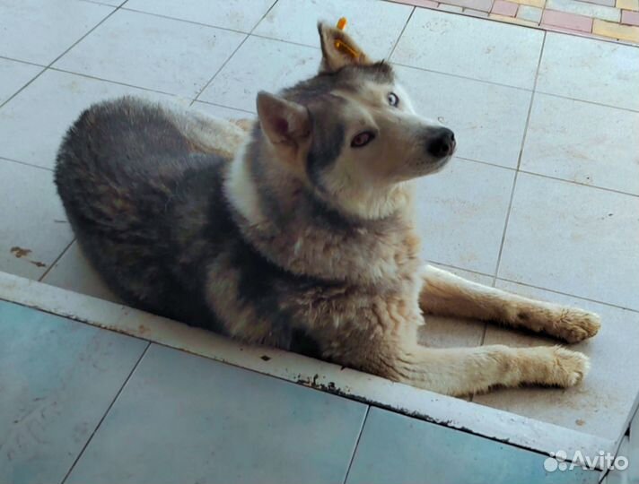 Молодая Хаски девочка. Стерилизованная