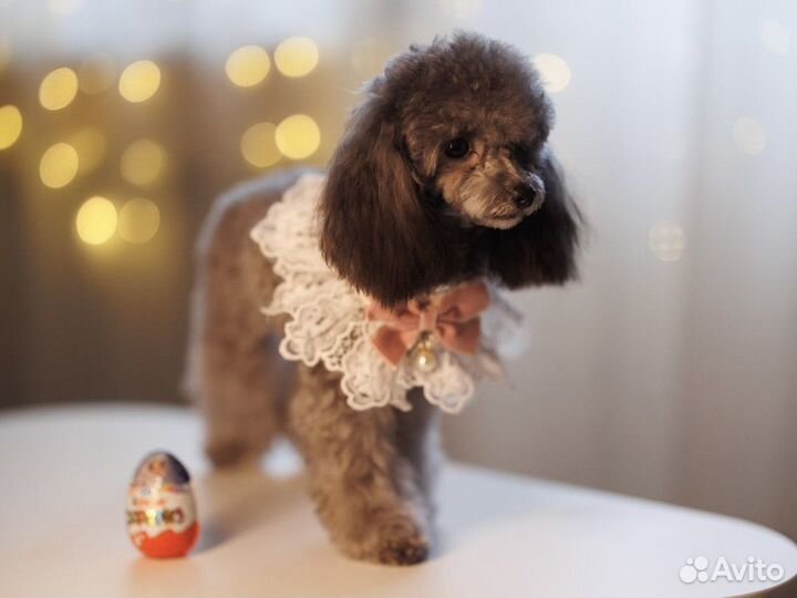 Тикап Тедди Пудель Китай