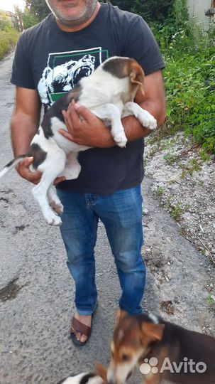 Собака в добрые руки