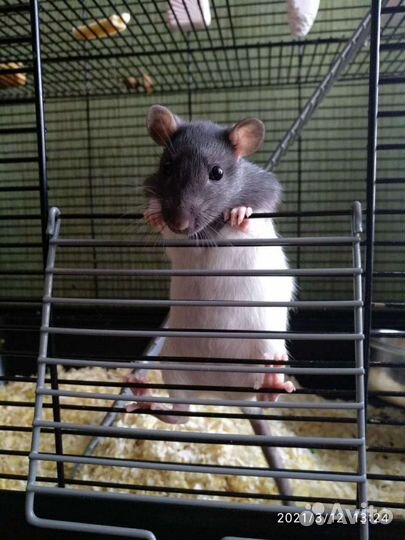 Крысята