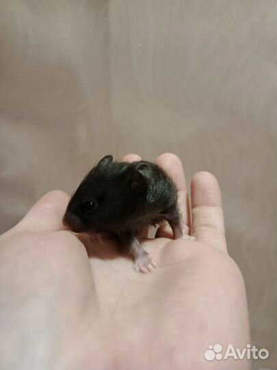 Сирийский(ангорский)хомяк