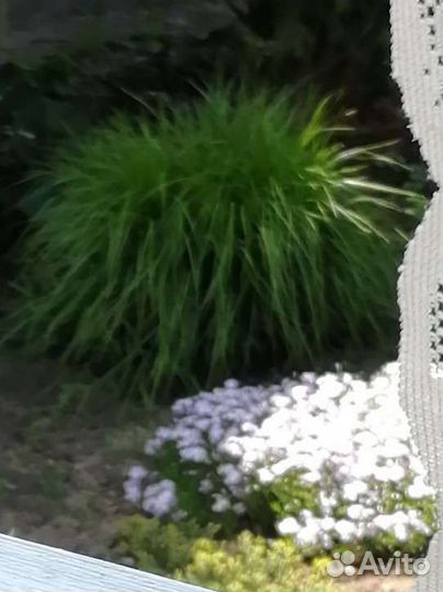 Многолетний злак. Осока пальмолистная