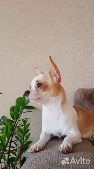 Щенки чихуахуа девочки