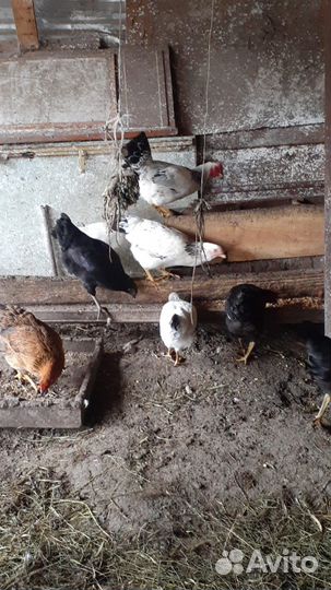 Куры и утки