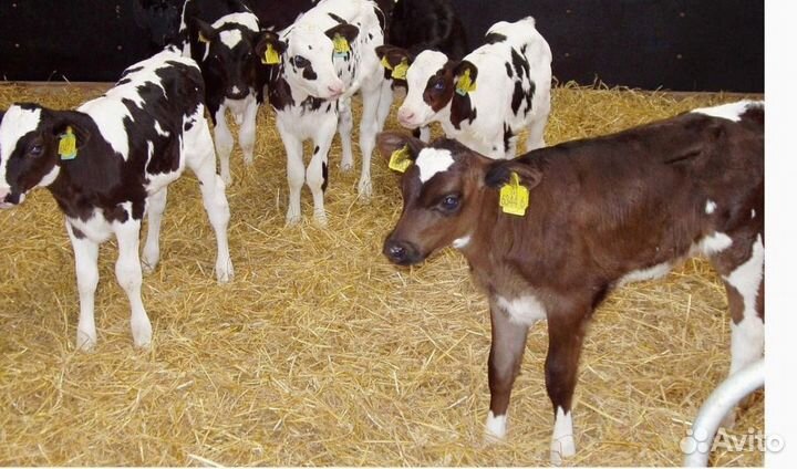 Теляты с ферм, доставка бесплатно