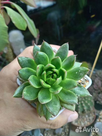 Echeveria agavoides Эхеверия агавовидная