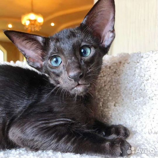 Ориентальные прекрасные